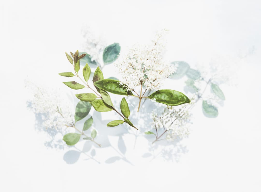 Image variative sections 1