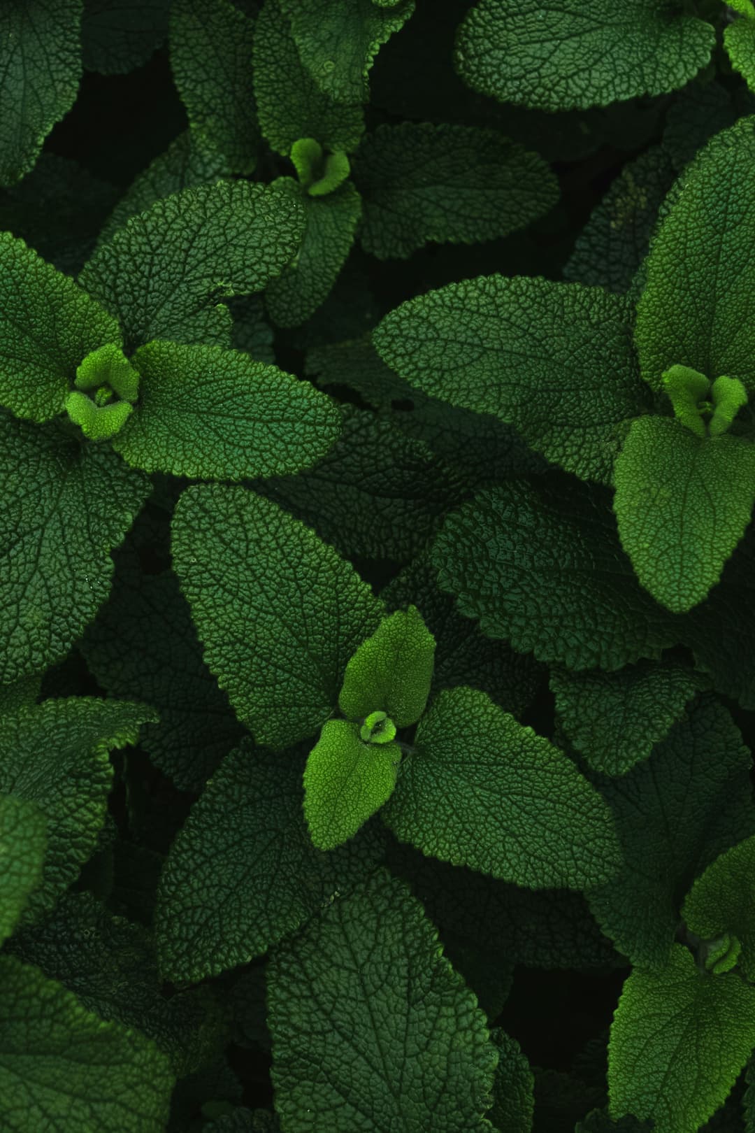 Image variative sections 2